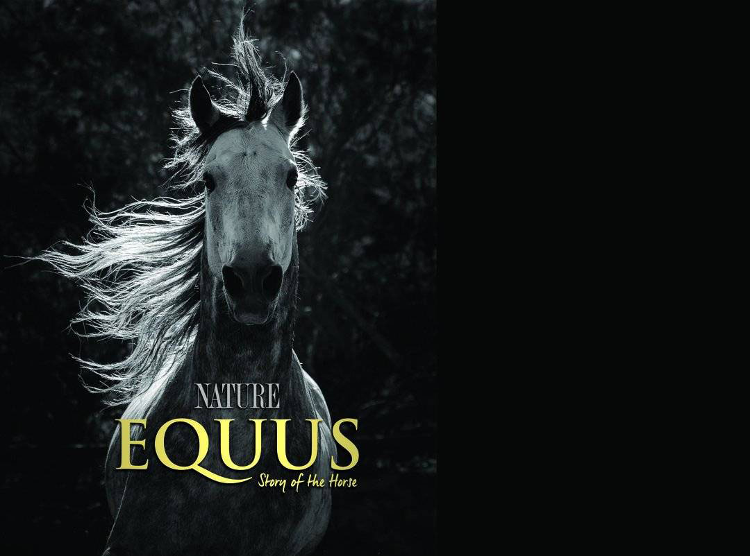 Equus: Story of the Horse wins Rob Stewart Award